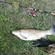 Grass carp