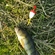 Eurasian perch