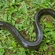 European eel
