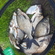 Carp bream
