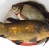 Tench