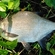 Carp bream