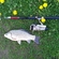 Prussian carp