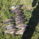 Prussian carp