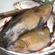 Tench