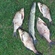 Carp bream