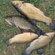 Tench