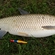 Grass carp