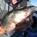 Pike perch
