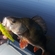 Eurasian perch