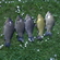 Prussian carp