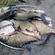 Carp bream