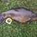 Tench