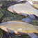 Tench