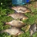Carp bream