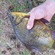 Crucian carp