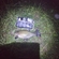 Tench