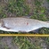 Asp