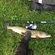Starks's anchovy