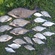 Carp bream