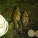 Tench