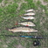 Eurasian perch