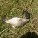 Carp bream