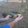 Tench