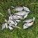 Carp bream