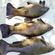 Tench