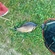 Crucian carp