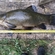 Tench