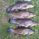 Tench