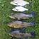 Tench