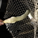 European eel