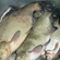 Carp bream