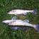 Pike perch