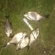 Carp bream