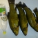 Tench