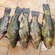 Tench