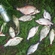 Carp bream
