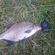 Carp bream