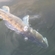 Pike perch
