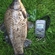 Prussian carp