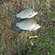 Prussian carp