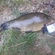 Tench