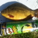 Crucian carp