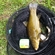 Tench