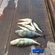 Eurasian perch