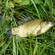 Crucian carp